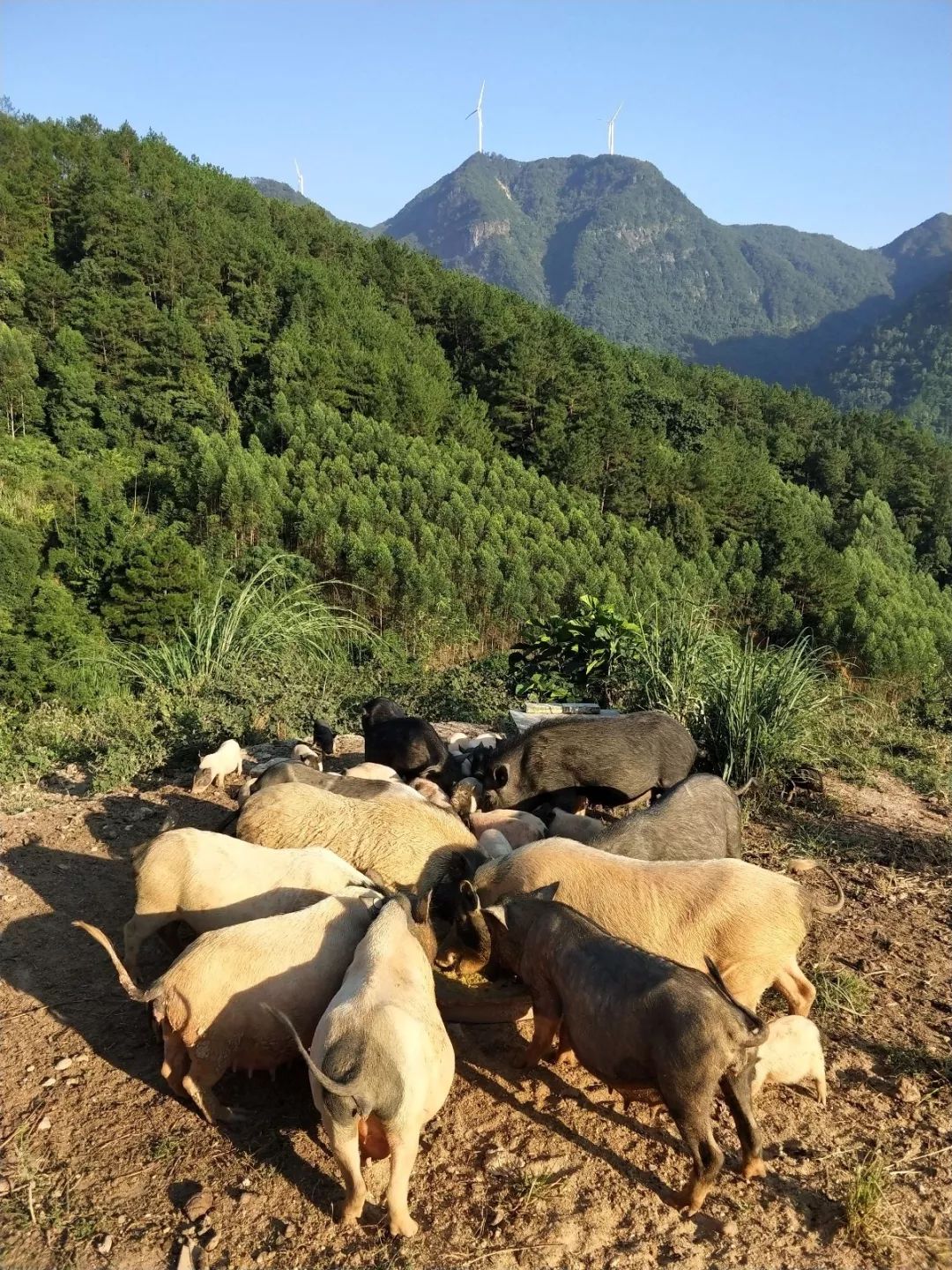 养殖蛇致富_养殖蛇的利润怎么样_养蛇视频致富经