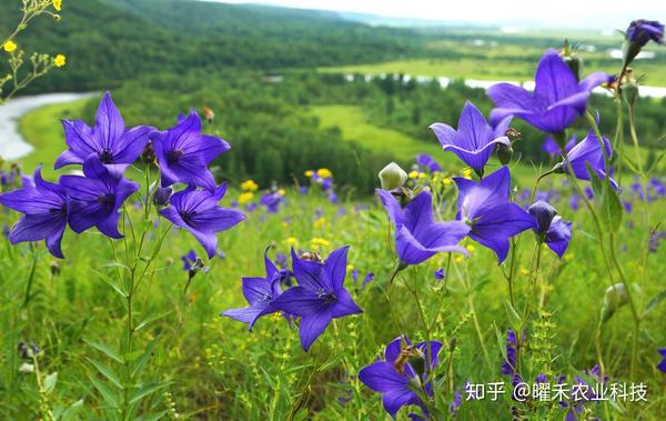 桔梗种植方法与技巧