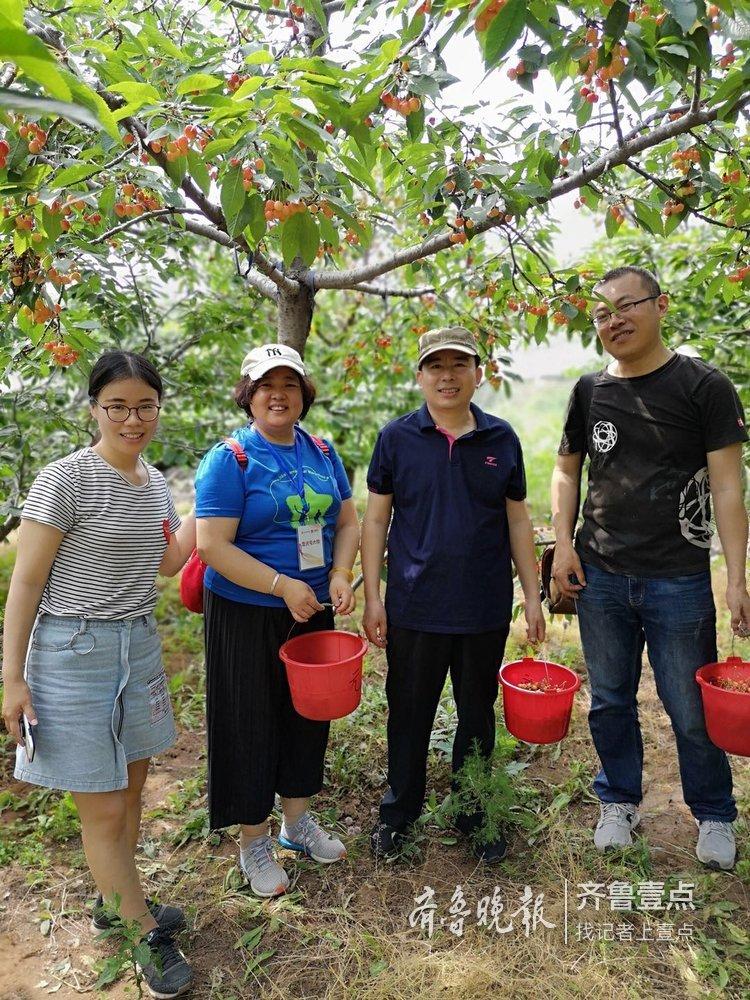 樱桃种植效益怎么样_致富经种樱桃树_樱桃树树种