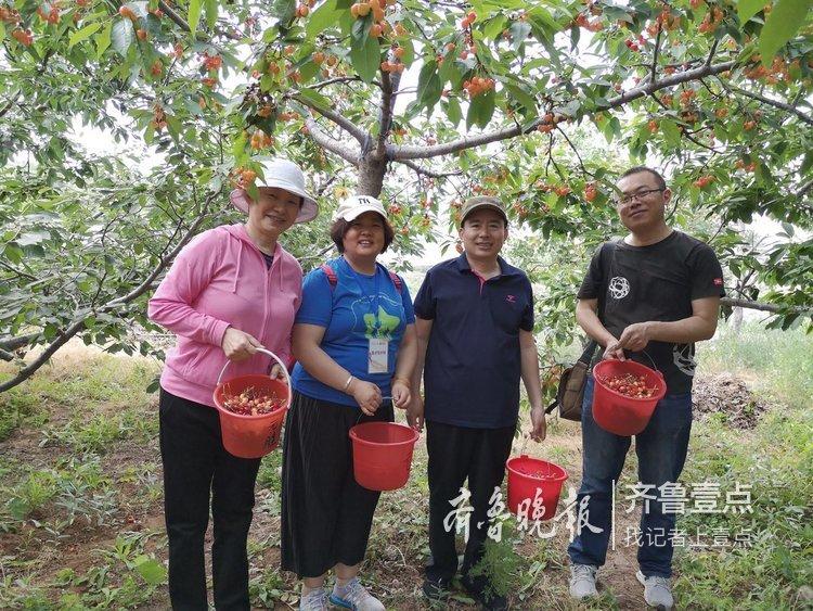 樱桃种植效益怎么样_樱桃树树种_致富经种樱桃树