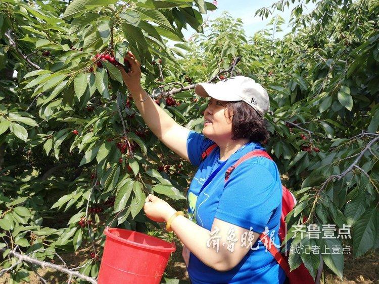 致富经种樱桃树_樱桃树树种_樱桃种植效益怎么样