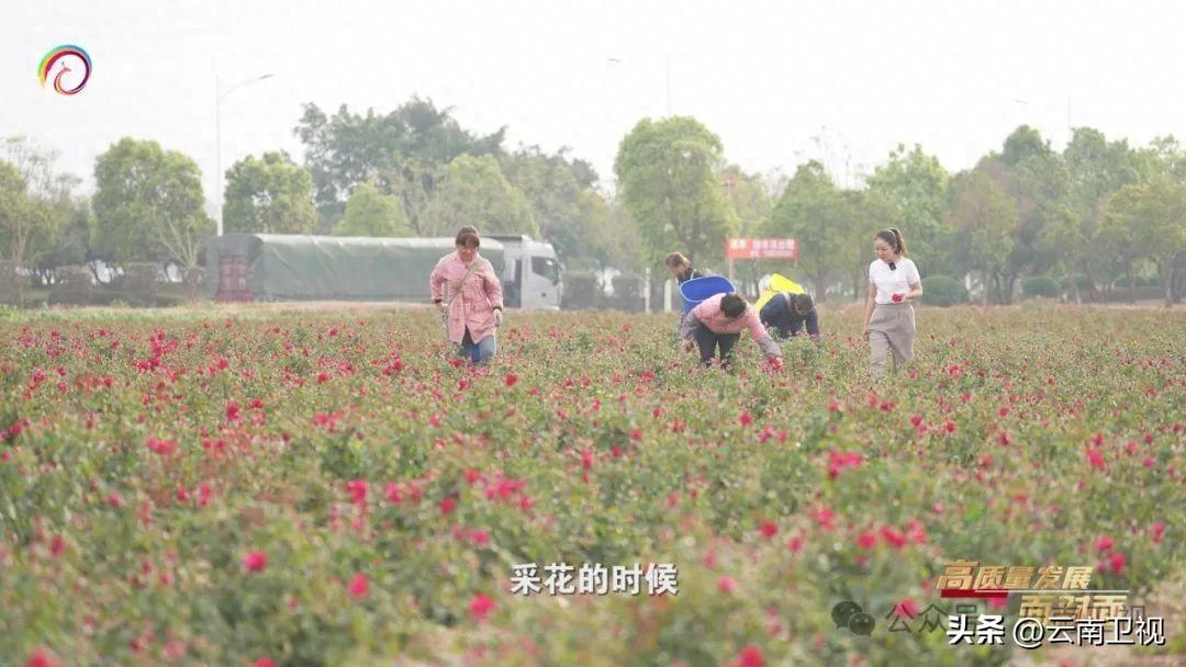 《第一要务》之【高质量发展面对面】弥勒“幸福花开小河边”丽江“科技薯”变“致富薯