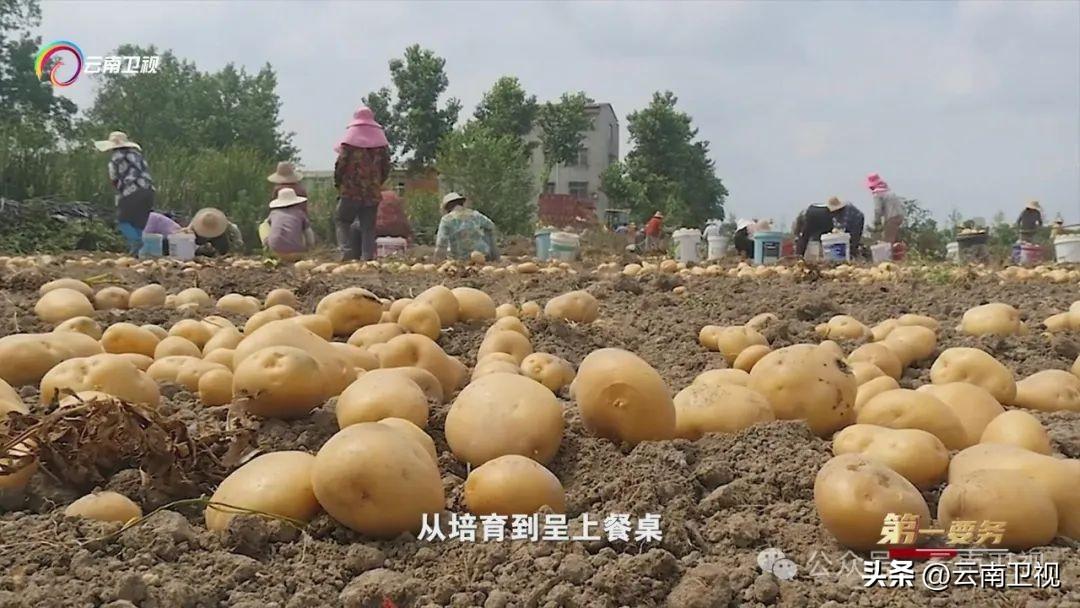 种植致富经视频_农业节目致富经种植视频_致富种植视频全集