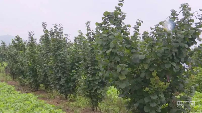 致富种植果技巧与方法_致富果种植技巧_致富种植果技巧视频