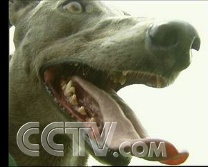 致富经格力犬_格力细犬多少钱_格力犬百度百科