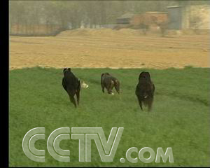 格力细犬多少钱_格力犬百度百科_致富经格力犬