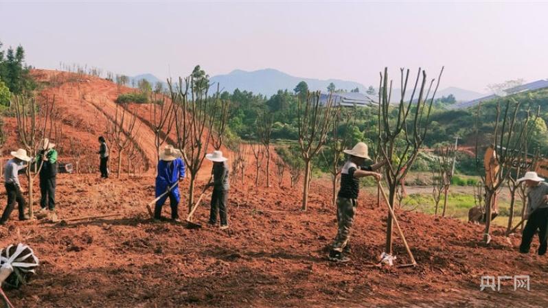 乡村基地农事忙 | 栽种”摇钱树”管护“致富果”