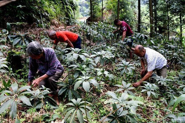 种植致富经视频_视频致富经_致富种植视频全集