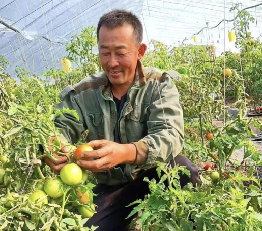 种植西红柿致富人_致富经西红柿种植技术_致富西红柿种植人是谁