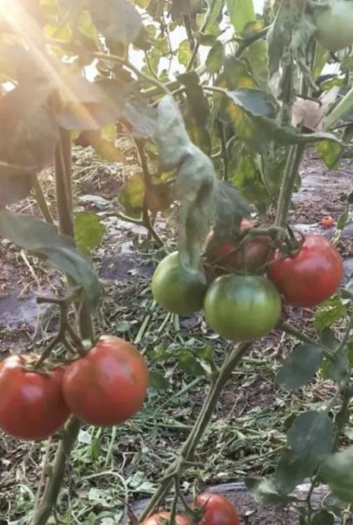 种植西红柿致富人_致富西红柿种植人是谁_致富经西红柿种植技术