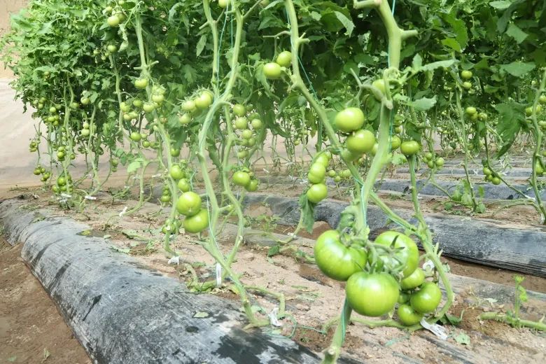 致富种植四季豆图片_致富种植四季豆怎么样_种植四季豆致富