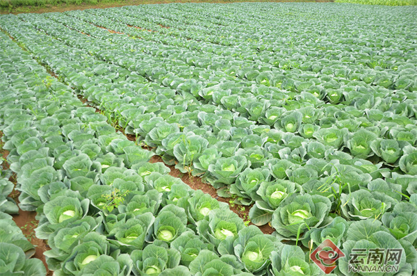 致富种植四季豆怎么样_种植四季豆赚钱吗_种植四季豆致富