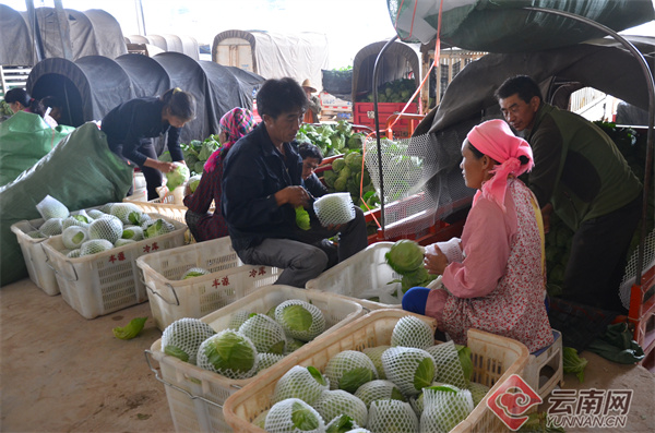 致富种植四季豆怎么样_种植四季豆致富_种植四季豆赚钱吗