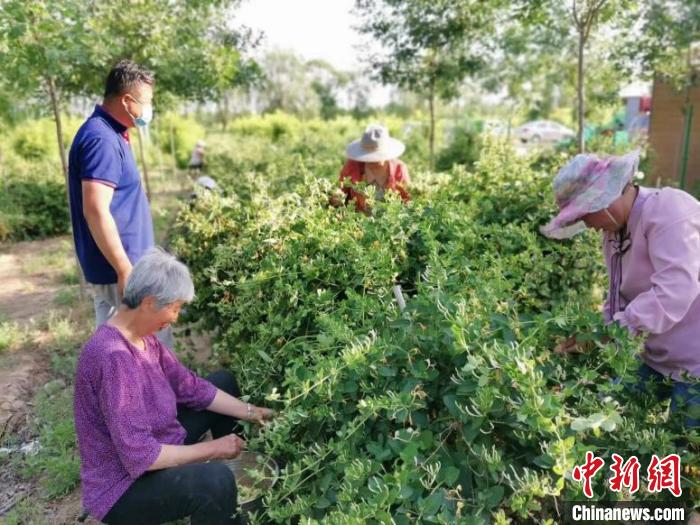 农村种植致富花_致富种植农村花草的句子_农村种植花卉赚钱吗