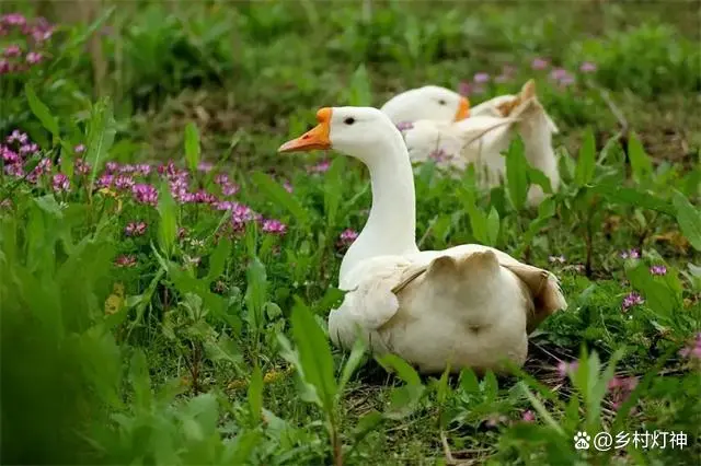 旱鹅养殖技术_鹅养殖技术视频教程_养殖鹅技术视频