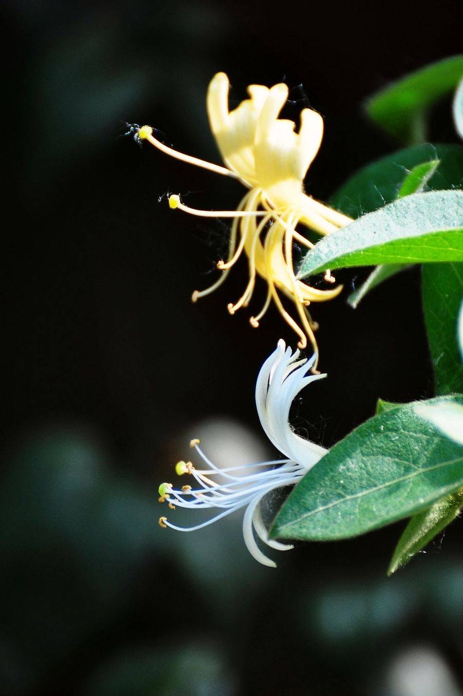 农村种植致富花_农村种花致富能人_农村种植花卉