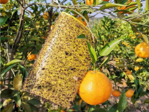 柑橘种植致富视频_柑橘种植技术视频_种植柑橘赚钱吗