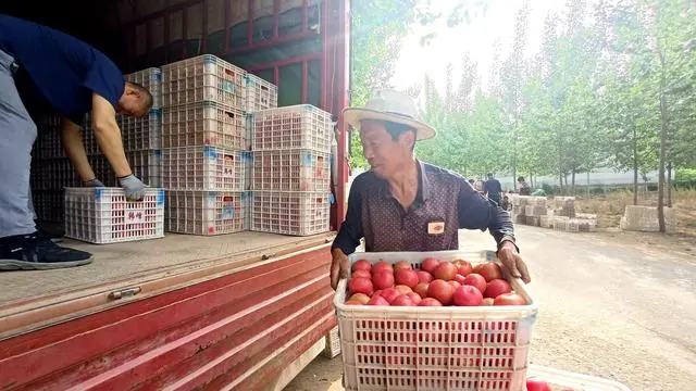 小小西红柿，带富困难村