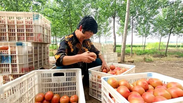 致富经西红柿种植技术_西红柿种植收益_种植西红柿致富人