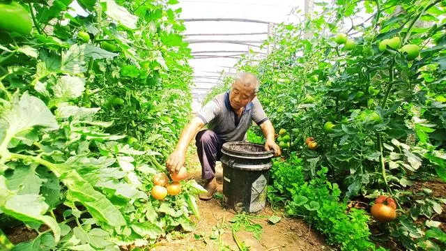 西红柿种植收益_种植西红柿致富人_致富经西红柿种植技术