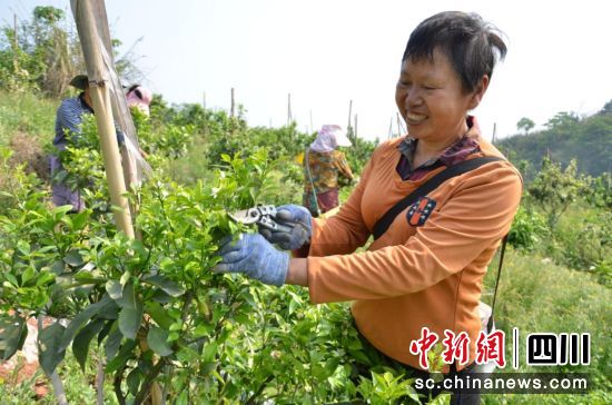 泸州纳溪：柑橘花香 孕育乡村振兴致富路