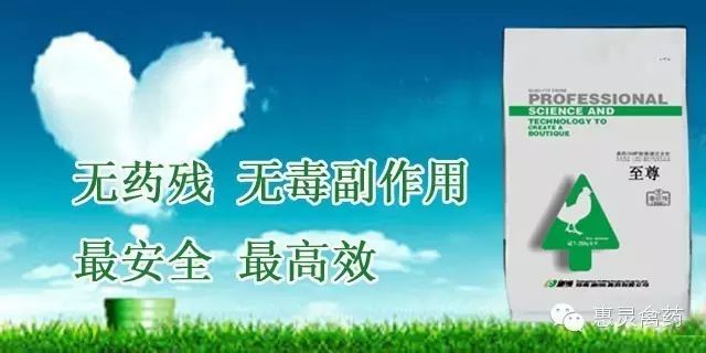 四川散养土鸡什么品种好_四川散养土鸡养殖技术_散养土鸡养殖技术大全