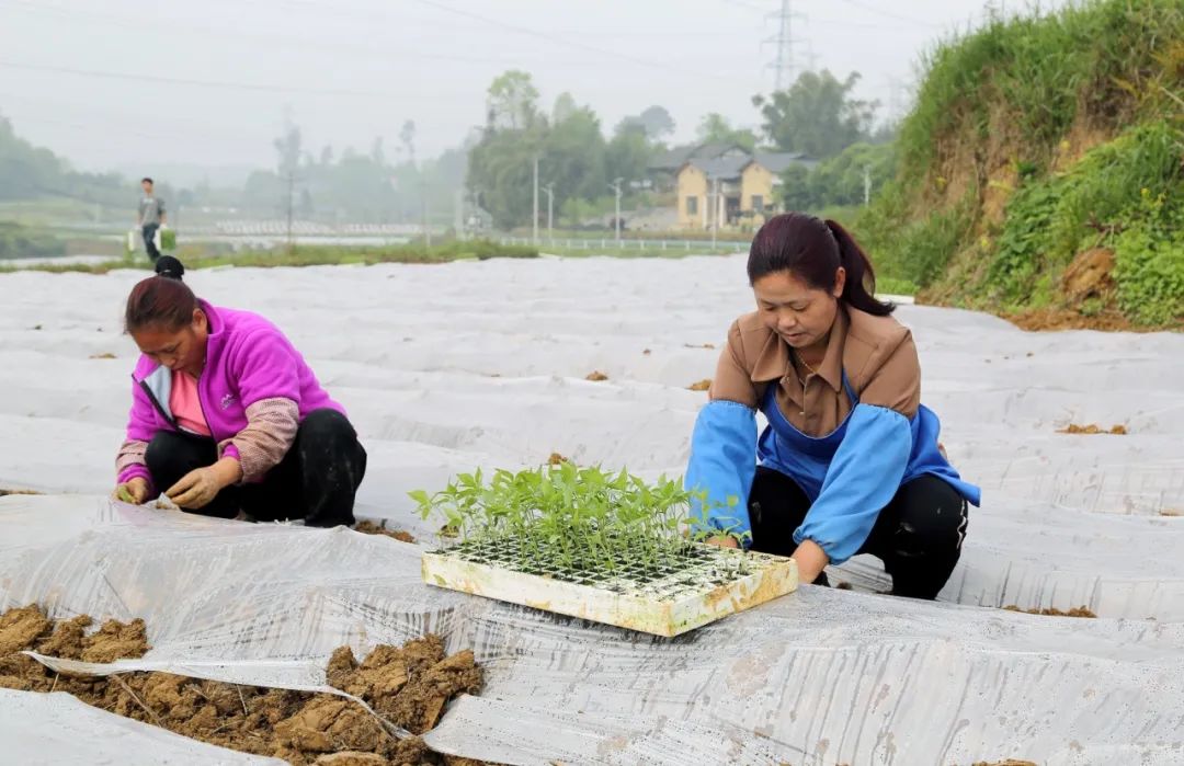 辣椒小米种植农业技术要点_小米辣椒农业种植技术_小米辣辣椒种植