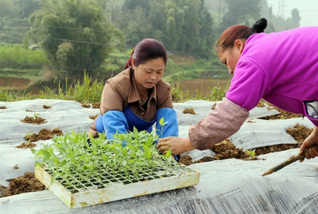 小米辣椒农业种植技术_小米辣辣椒种植_辣椒小米种植农业技术要点