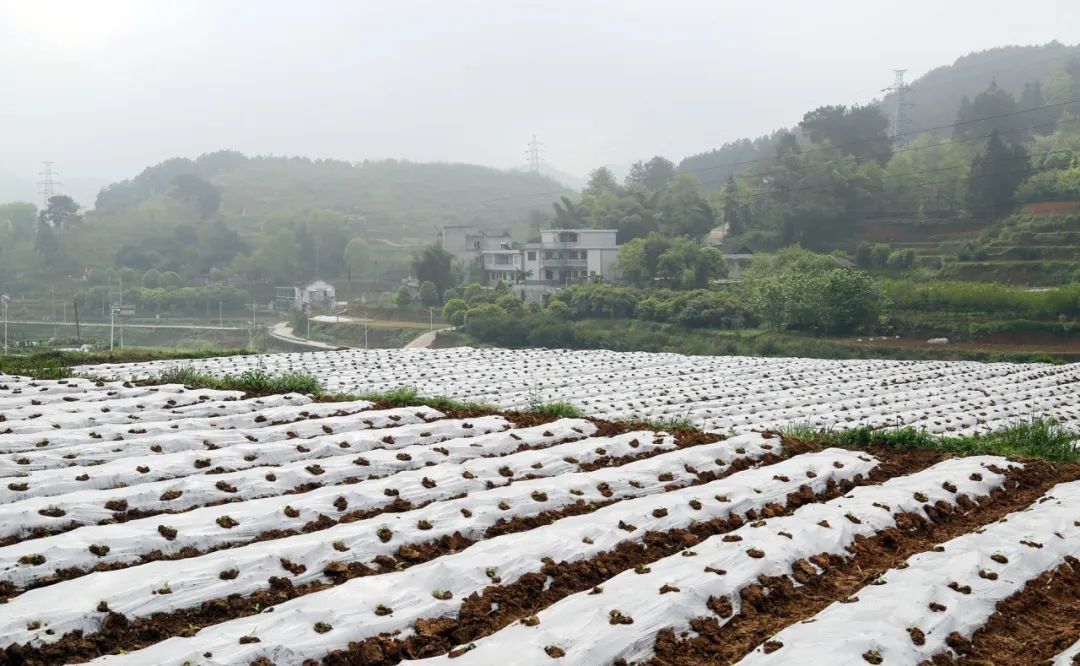 小米辣椒农业种植技术_小米辣辣椒种植_辣椒小米种植农业技术要点