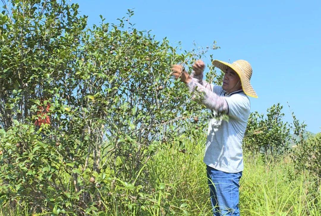 致富经果树种植视频_致富果种植技巧_致富种植视频全集