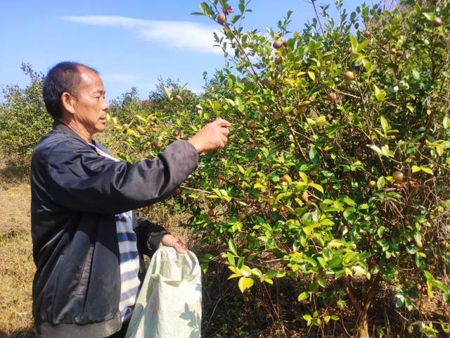 致富果种植技巧_致富种植视频全集_致富经果树种植视频