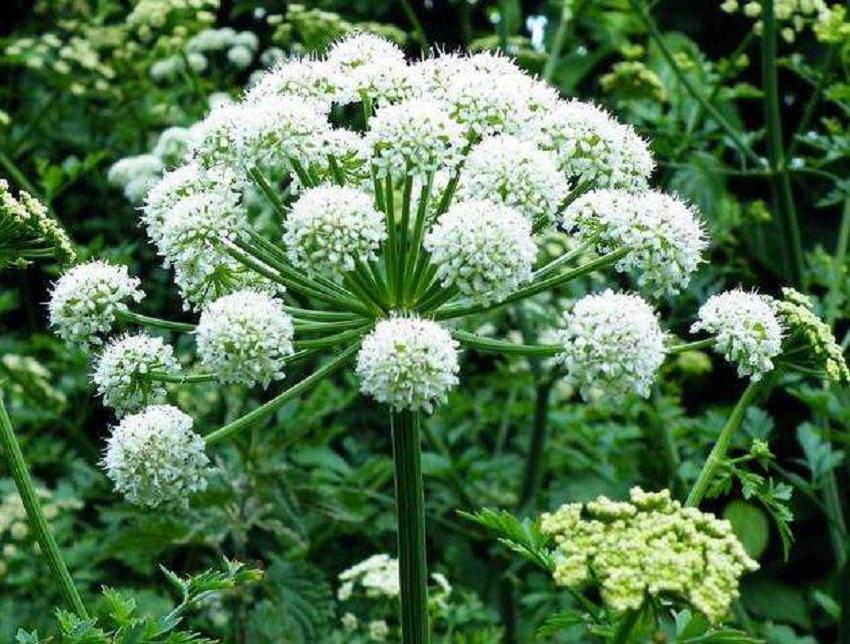 种植白芷的技术要求_种植白芷效益如何_种植白芷致富