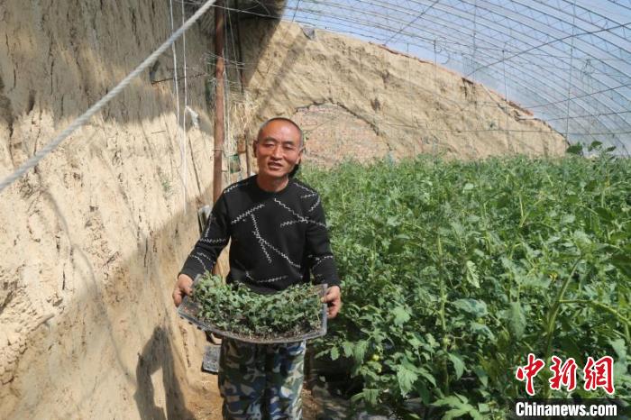 申学红在日光蔬菜大棚里干活。　杨建伟 摄