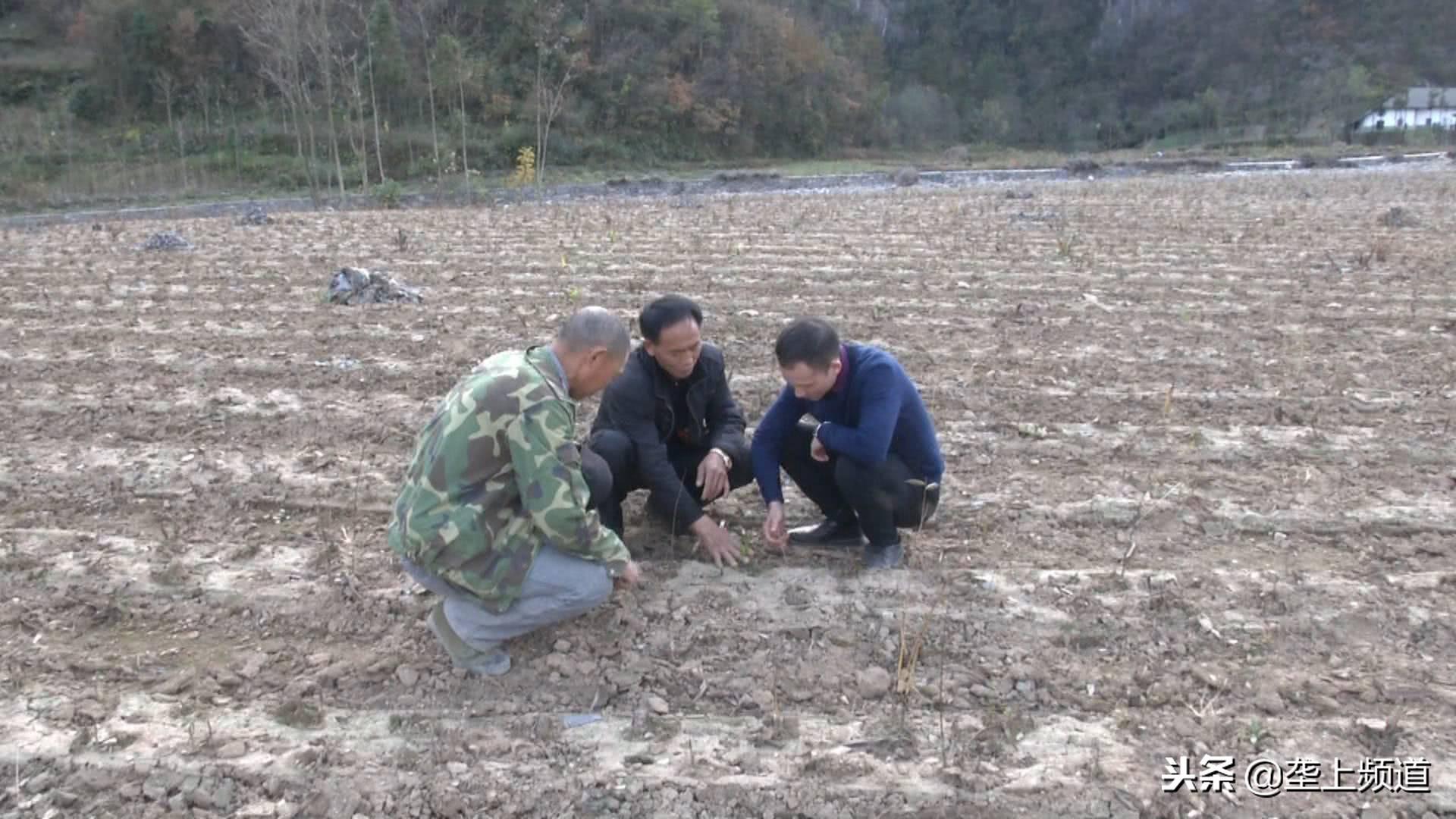 种植白芨致富项目_致富经种植白芨_致富种植白芨图片