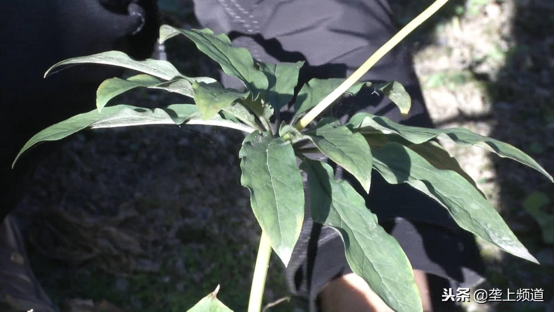 致富种植白芨图片_种植白芨致富项目_致富经种植白芨