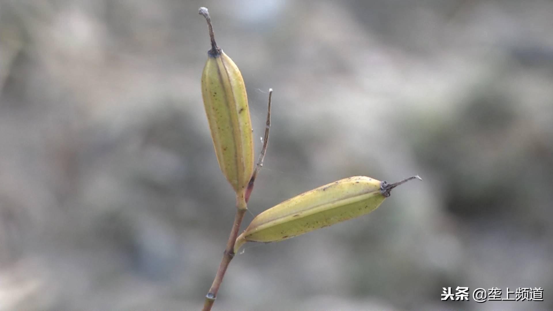 致富种植白芨图片_种植白芨致富项目_致富经种植白芨