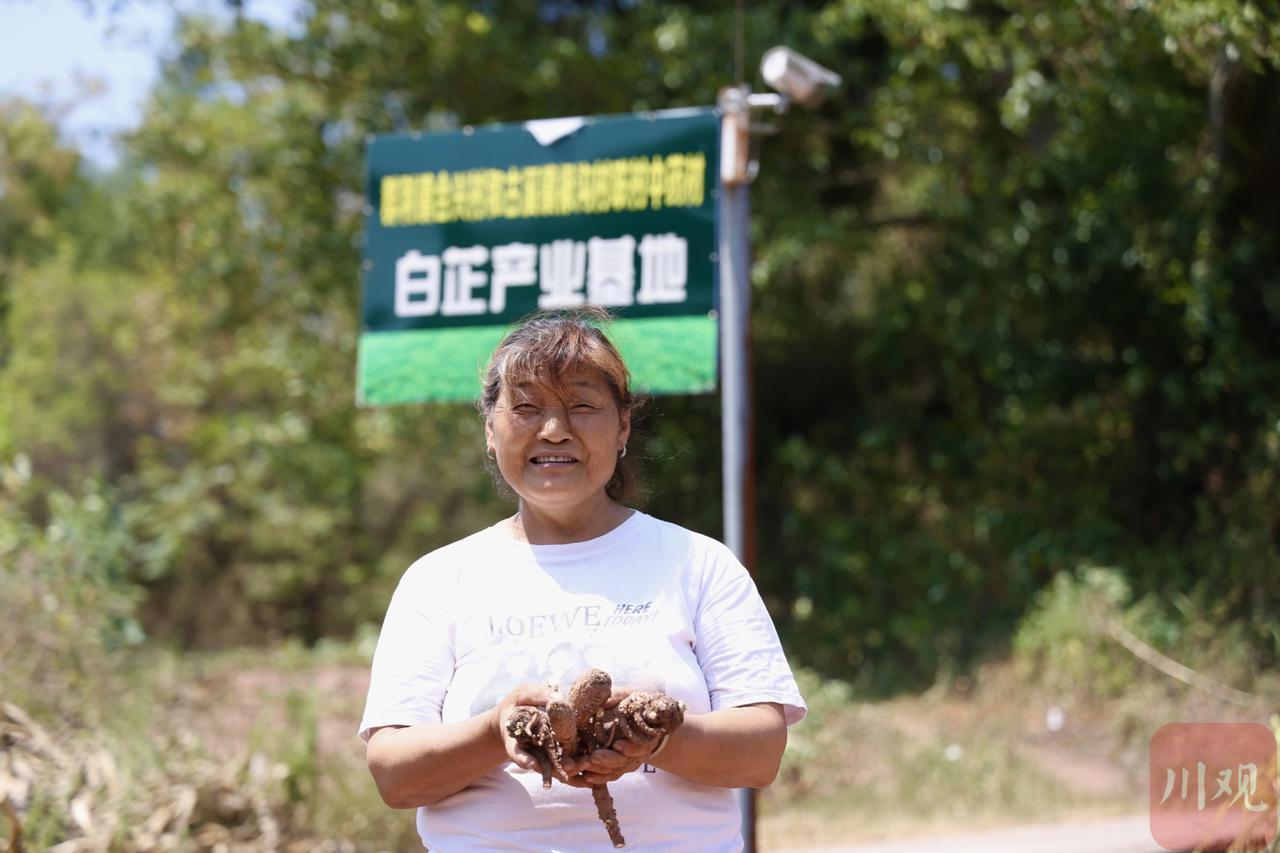 市州观察丨遂潼毗邻乡镇携手联建产业基地“川白芷”跨界开出“致富花”