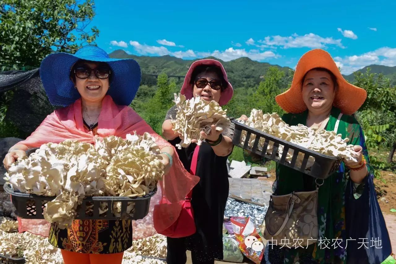 种植板栗亩产多少利润_农村山地种植板栗有补贴吗_板栗种植技术农广天地