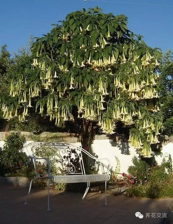 芙蓉盆景养殖技术_芙蓉养殖盆景技术要求_芙蓉养殖盆景技术视频