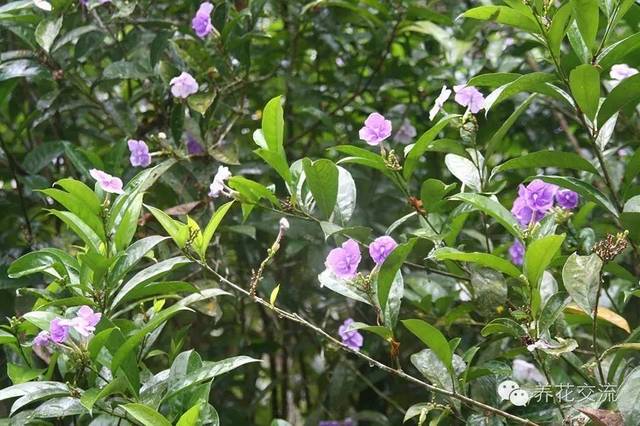 芙蓉养殖盆景技术视频_芙蓉养殖盆景技术要求_芙蓉盆景养殖技术