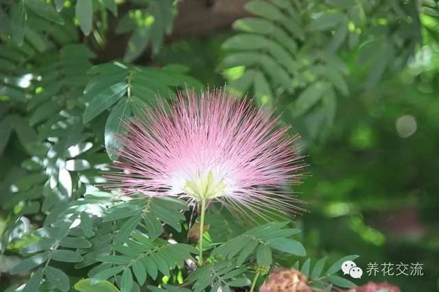 芙蓉盆景养殖技术_芙蓉养殖盆景技术视频_芙蓉养殖盆景技术要求