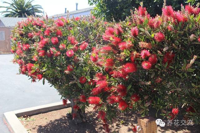 芙蓉盆景养殖技术_芙蓉养殖盆景技术视频_芙蓉养殖盆景技术要求