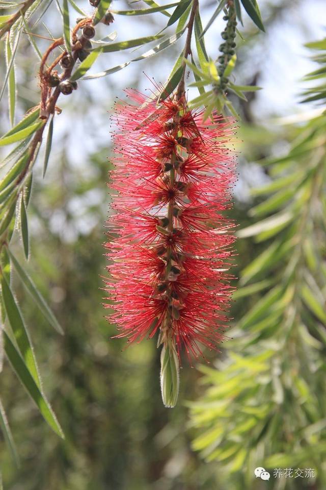 芙蓉养殖盆景技术要求_芙蓉养殖盆景技术视频_芙蓉盆景养殖技术