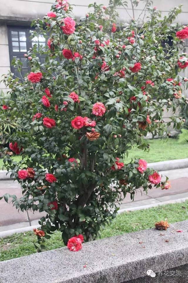 芙蓉盆景养殖技术_芙蓉养殖盆景技术视频_芙蓉养殖盆景技术要求