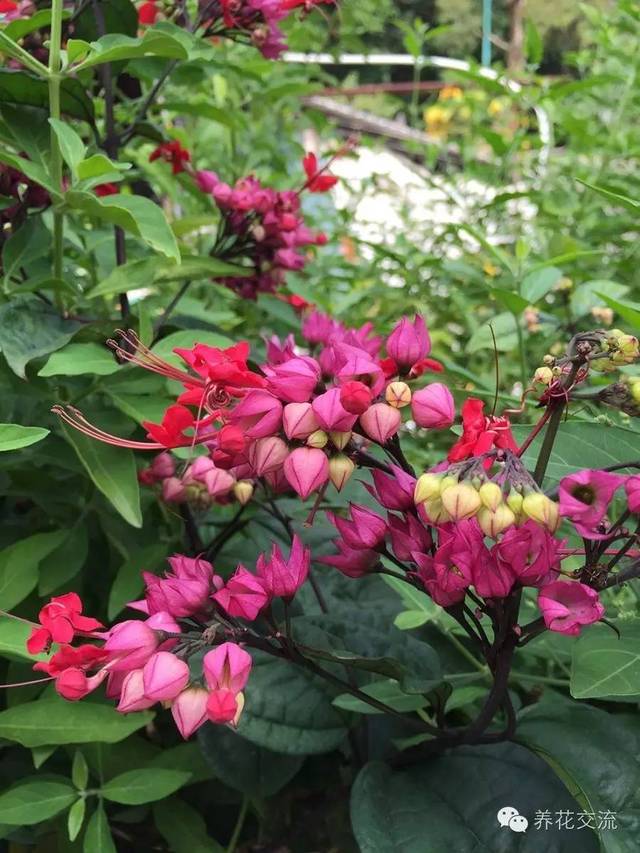 芙蓉养殖盆景技术要求_芙蓉养殖盆景技术视频_芙蓉盆景养殖技术