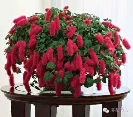 芙蓉养殖盆景技术要求_芙蓉盆景养殖技术_芙蓉养殖盆景技术视频