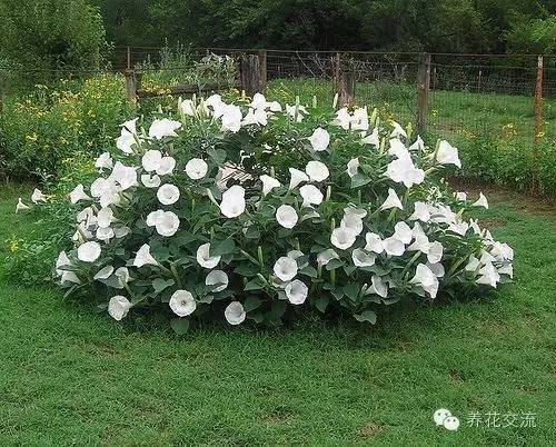 芙蓉养殖盆景技术要求_芙蓉盆景养殖技术_芙蓉养殖盆景技术视频