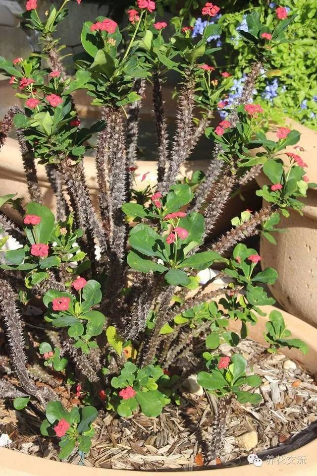 芙蓉养殖盆景技术要求_芙蓉养殖盆景技术视频_芙蓉盆景养殖技术