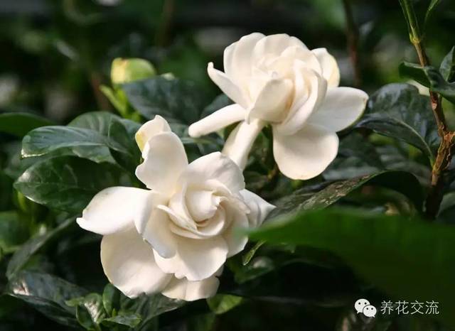 芙蓉盆景养殖技术_芙蓉养殖盆景技术视频_芙蓉养殖盆景技术要求