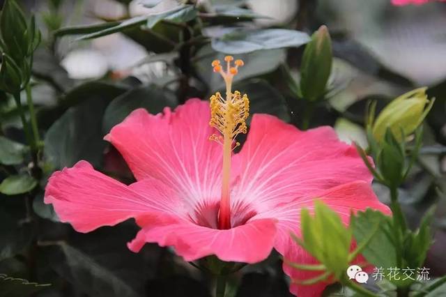 芙蓉盆景养殖技术_芙蓉养殖盆景技术视频_芙蓉养殖盆景技术要求